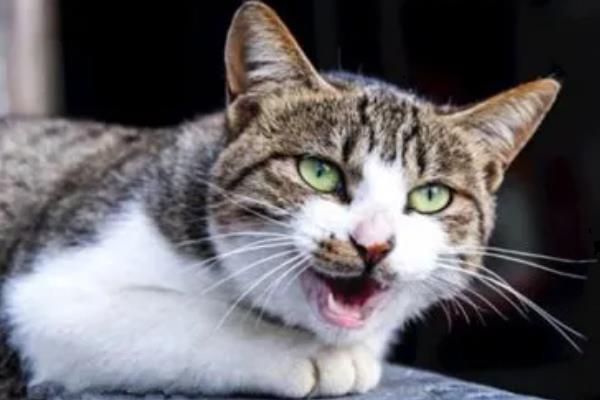猫咪晚上为何不停的叫，可能是发情、受到习性影响等因素所致