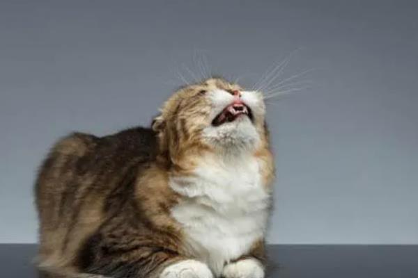 猫咪晚上为何不停的叫，可能是发情、受到习性影响等因素所致