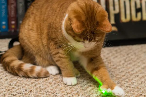 猫咪晚上为何不停的叫，可能是发情、受到习性影响等因素所致