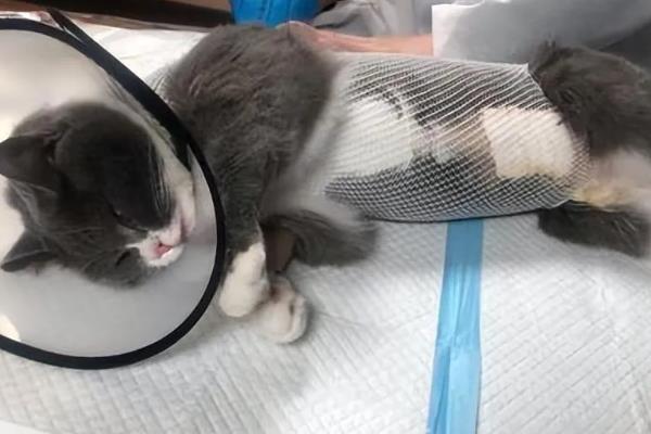 猫咪晚上为何不停的叫，可能是发情、受到习性影响等因素所致