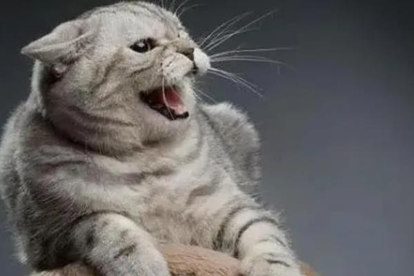 猫咪晚上为何不停的叫，可能是发情、受到习性影响等因素所致