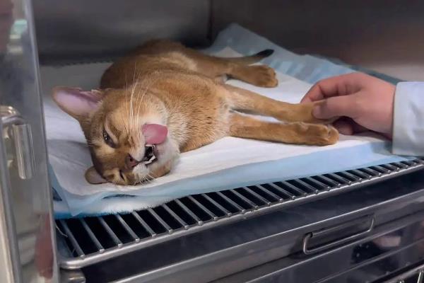 猫咪晚上为何不停的叫，可能是发情、受到习性影响等因素所致