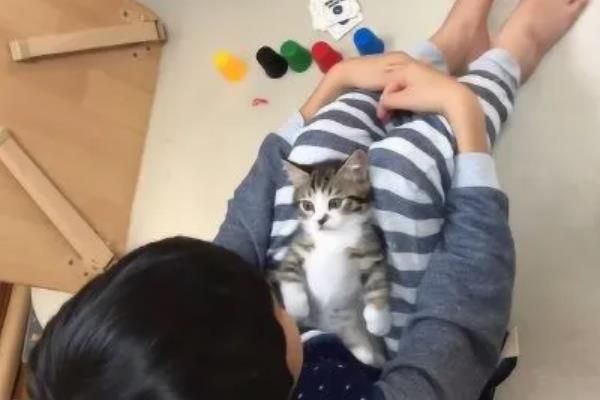 猫咪晚上为何不停的叫，可能是发情、受到习性影响等因素所致