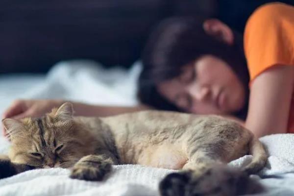 猫咪晚上为何不停的叫，可能是发情、受到习性影响等因素所致