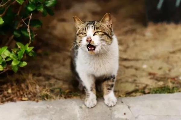 猫咪晚上为何不停的叫，可能是发情、受到习性影响等因素所致