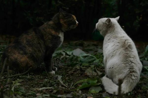 猫咪晚上为何不停的叫，可能是发情、受到习性影响等因素所致