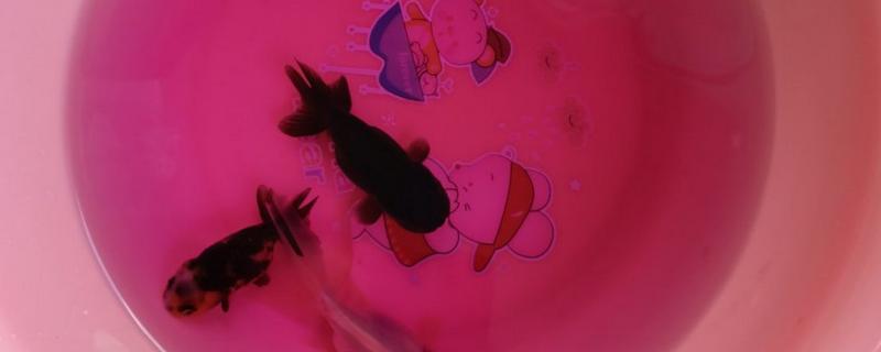 多久用高锰酸钾泡病鱼一次，一天最多泡一次