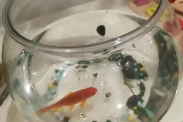 多久用高锰酸钾泡病鱼一次，一天最多泡一次