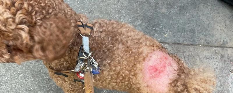 怎么治疗狗狗的湿疹，根据发病时期使用不同的药物