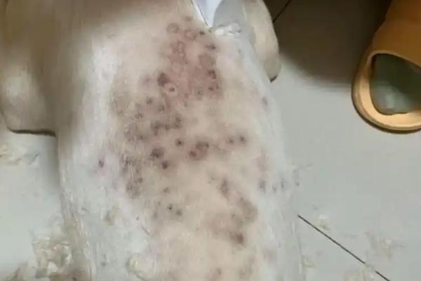 怎么治疗狗狗的湿疹，根据发病时期使用不同的药物