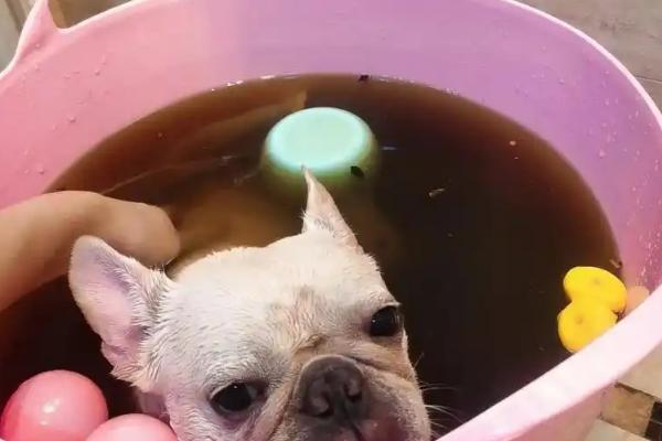 怎么治疗狗狗的湿疹，根据发病时期使用不同的药物