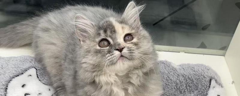 猫咪晚上为何不停的叫，可能是发情、受到习性影响等因素所致