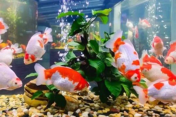 养金鱼用什么水好，可以选择河水和湖水