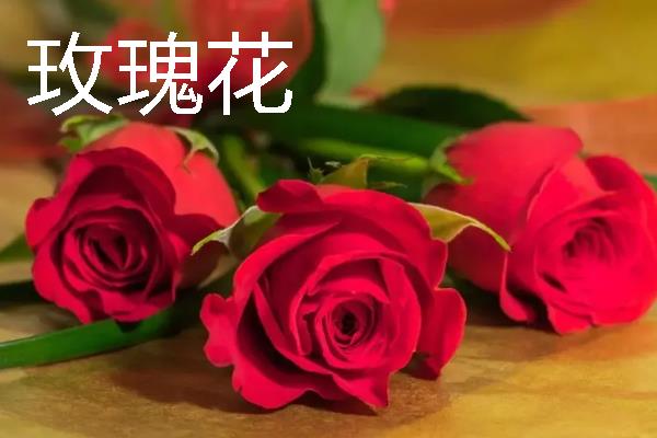 花有哪些花语，不同花卉的花语不同
