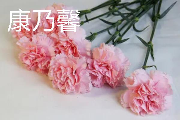 花有哪些花语，不同花卉的花语不同