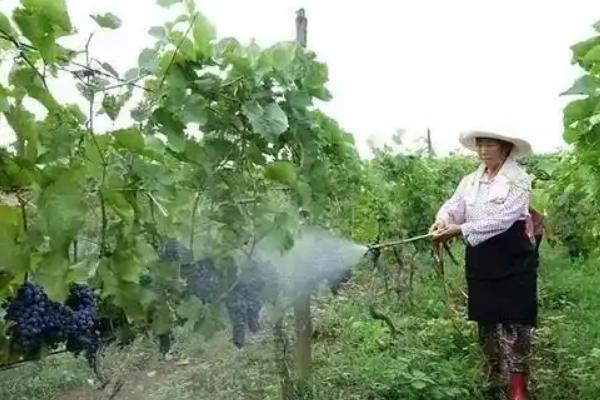 有哪些常见钙肥，包含石灰、石膏等种类
