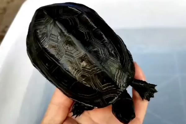 草龟怎么养出金线，要经常使用嫩绿水来养殖