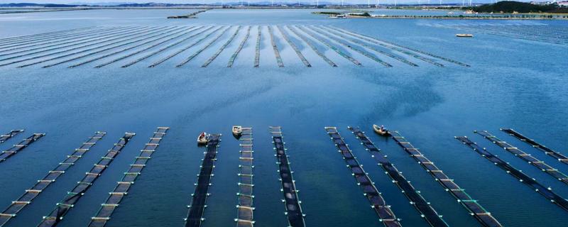 养殖海参的条件，每升水的溶氧含量要达到5毫克以上