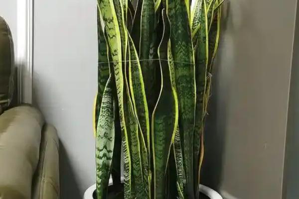 虎皮兰能不能在客厅摆放，放在客厅中可用来观赏还能起到净化空气等作用