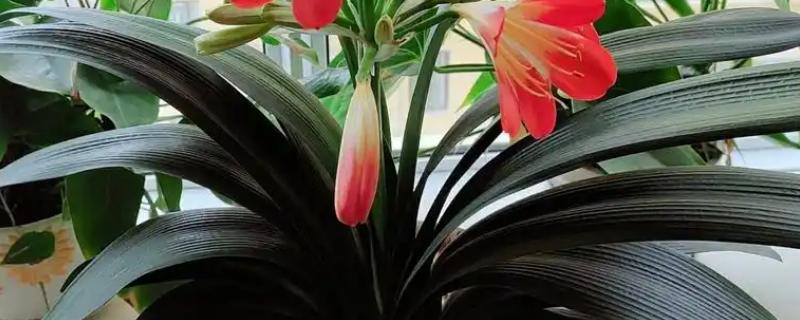 君子兰开花怎么养护，开花之前及时供给充足的养分