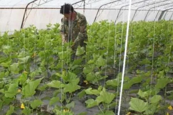 水果黄瓜是不是转基因，不属于转基因食品