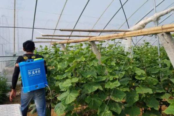 水果黄瓜是不是转基因，不属于转基因食品