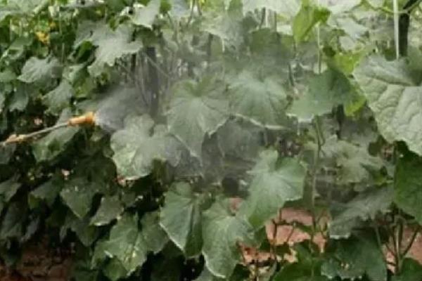 水果黄瓜是不是转基因，不属于转基因食品