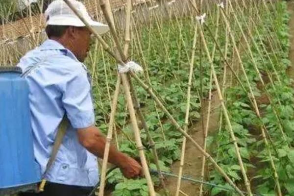 水果黄瓜是不是转基因，不属于转基因食品
