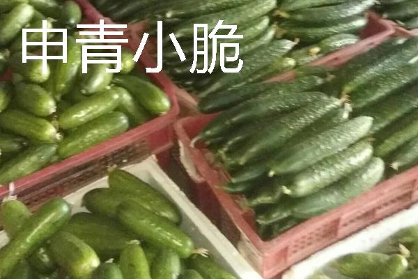 水果黄瓜是不是转基因，不属于转基因食品