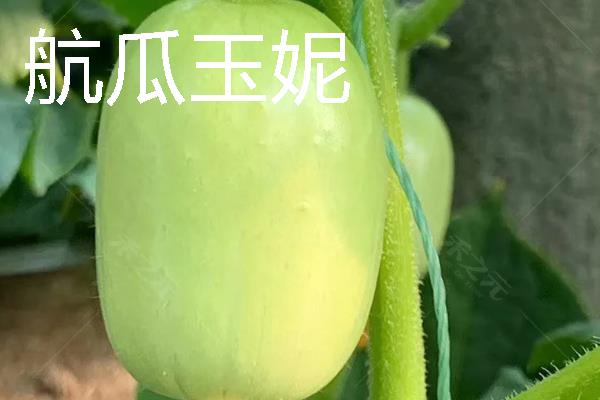 水果黄瓜是不是转基因，不属于转基因食品
