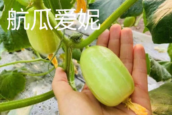 水果黄瓜是不是转基因，不属于转基因食品