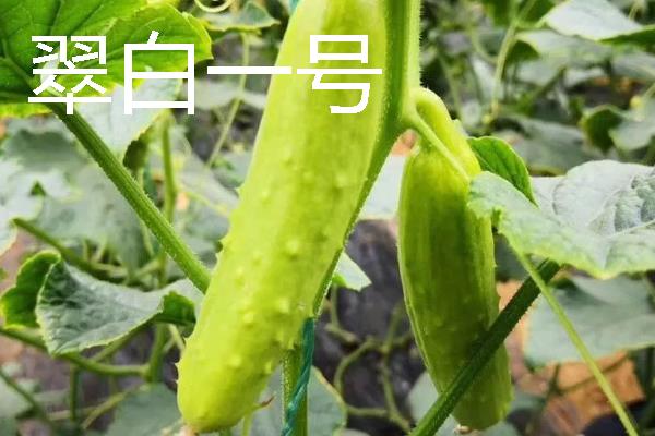 水果黄瓜是不是转基因，不属于转基因食品