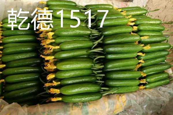 水果黄瓜是不是转基因，不属于转基因食品