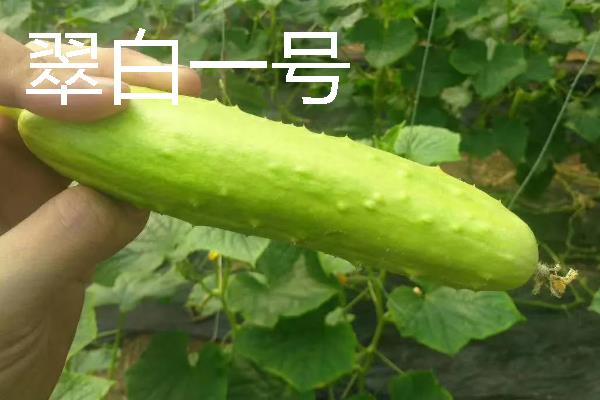 水果黄瓜是不是转基因，不属于转基因食品