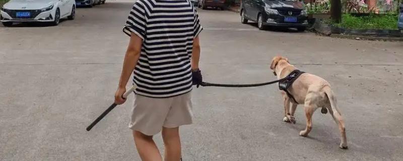 狗狗外出运动有哪些注意事项，外出一定更要带牵引绳