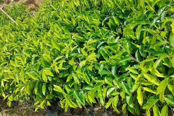 奇楠沉香可以种在什么地方，适合种在年平均温度为19-27度的地方