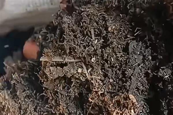 不可以使用陶粒的盆栽有哪些，以水生植物和保水盆栽为主
