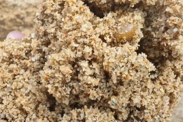 不可以使用陶粒的盆栽有哪些，以水生植物和保水盆栽为主