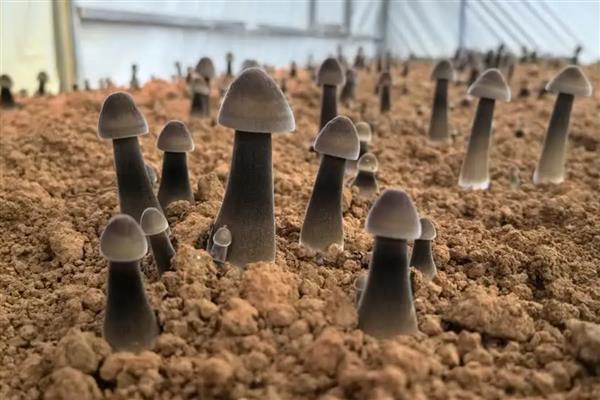 鸡纵菌长在什么地方，通常长在荒地、乱坟堆等地