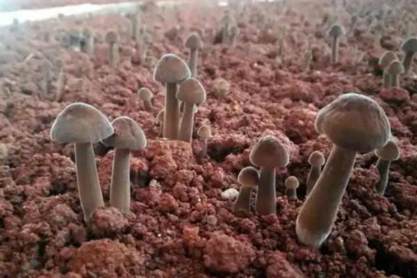 鸡纵菌长在什么地方，通常长在荒地、乱坟堆等地