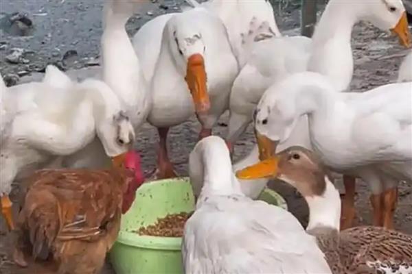 如何喂鹅能让它下蛋又多又快，饲喂玉米面、豆饼粉和新鲜草类等饲料