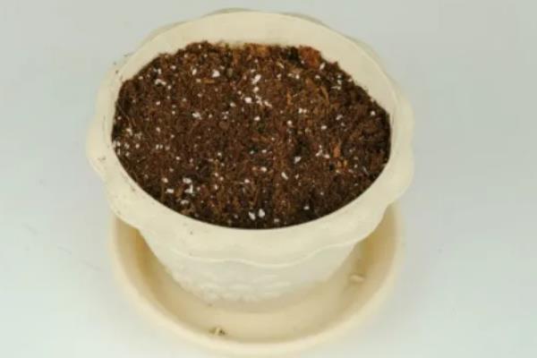 牵牛花的播种方法，播种前需要先浸种