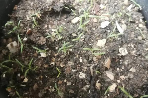 牵牛花的播种方法，播种前需要先浸种