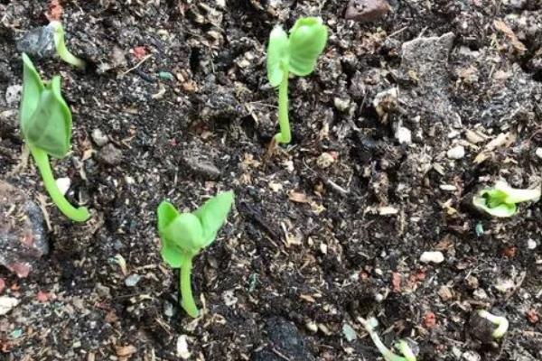 牵牛花的播种方法，播种前需要先浸种