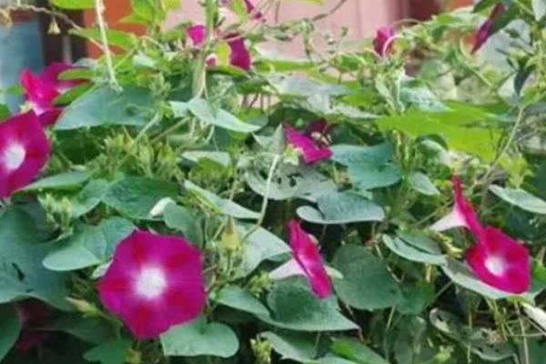 牵牛花的播种方法，播种前需要先浸种