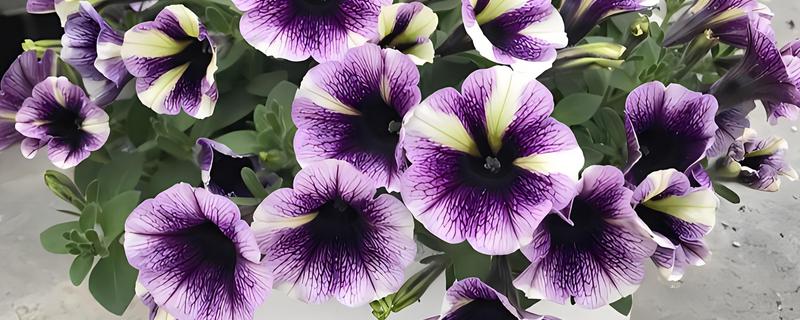 牵牛花的播种方法，播种前需要先浸种