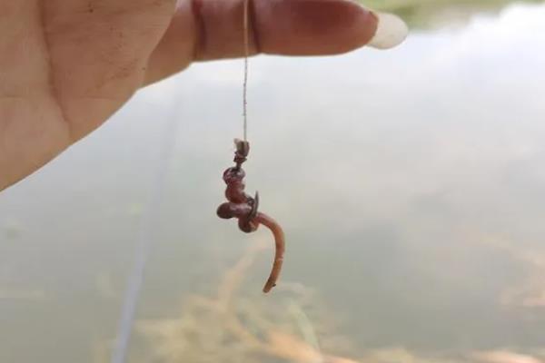 钓鱼怎么拌饵料，一般就是兑水均匀混合即可