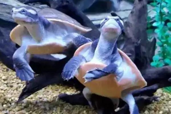 为什么圆澳龟不好养，饲养难度一般