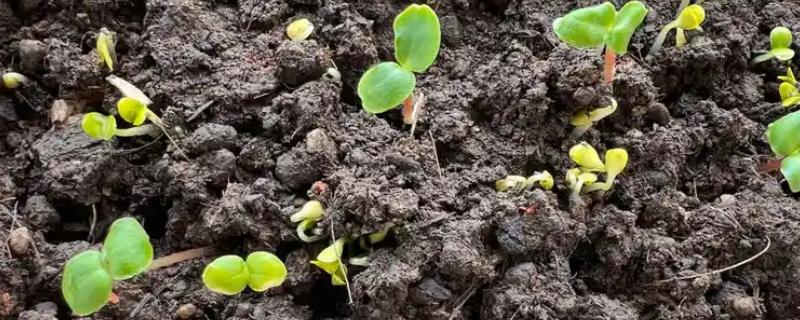 凤仙花发芽后的养殖方法，每隔5天浇一次水