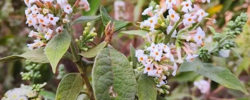 密蒙花的养殖方式，春秋季节每隔3-5天浇一次水